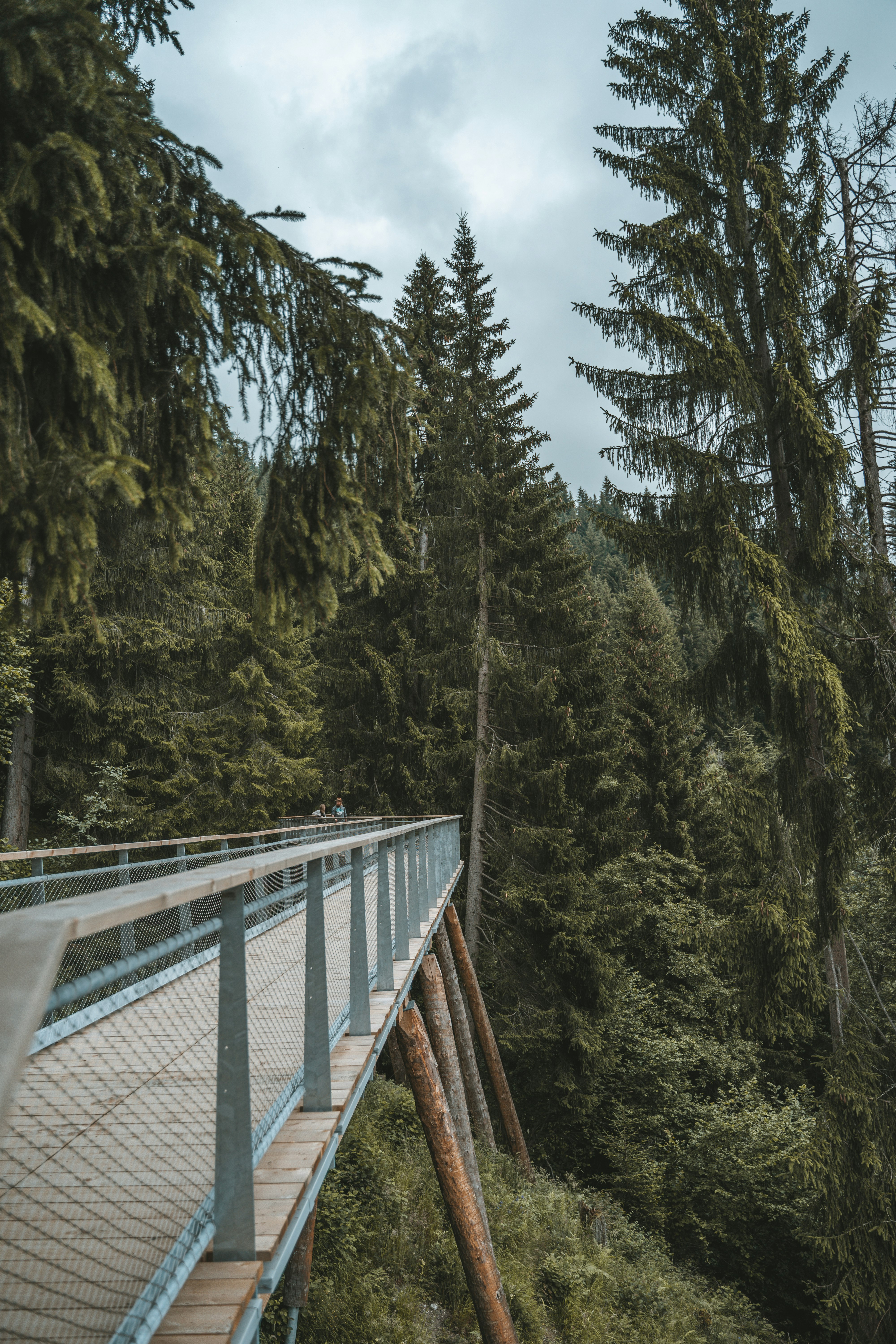 white bridge over green trees during daytime